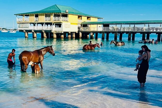 Experience the Swimming Horses at Carlisle Bay & the Garrison - Liam and the value of a small group