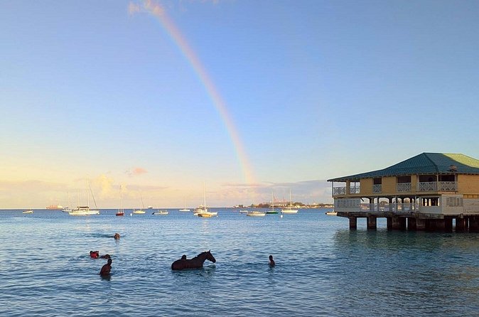 Experience the Swimming Horses at Carlisle Bay & the Garrison - Who should book this Barbados morning tour?