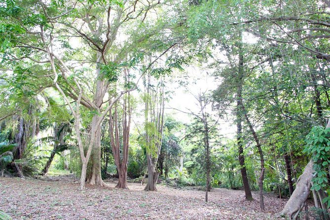 Garden Delight Full-Day Tour in Barbados - Tropical Garden Barbados, a shorter tropical stop
