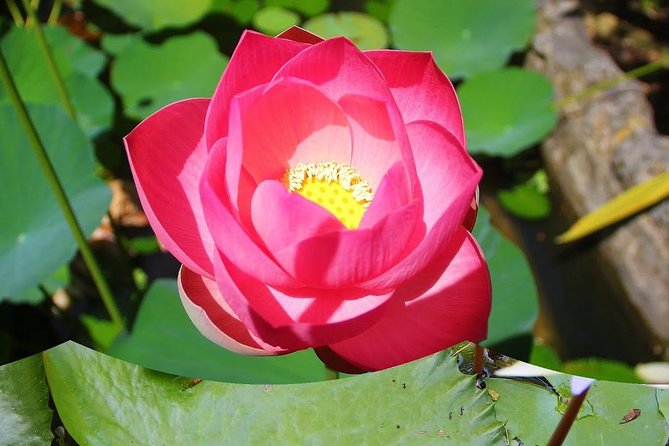 Garden Delight Full-Day Tour in Barbados - What the small group changes