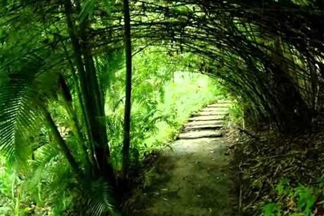 Garden Delight Full-Day Tour in Barbados - Flower Forest, a gentle introduction to the island’s plants