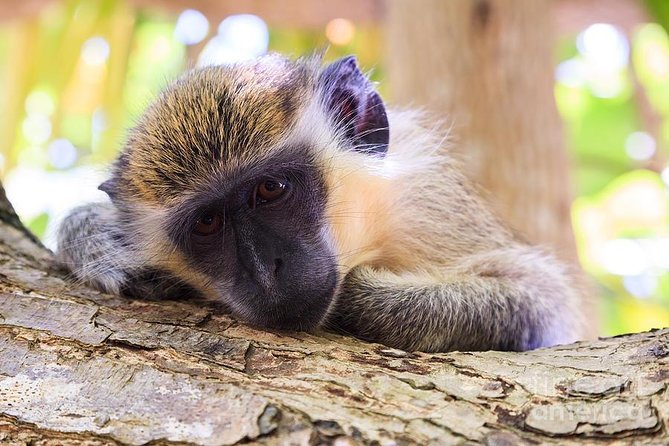 Green Monkey Time - Green Monkey Time at a Glance