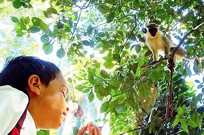 Green Monkey Time - Why Barbados Green Monkeys Are the Main Event