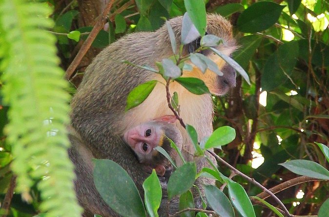 Green Monkey Time - Is $159.73 a Fair Price?