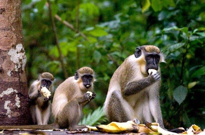 Half-Day Barbados Caves and Critters Tour with Pick Up - The drive is part of the experience, for better or worse