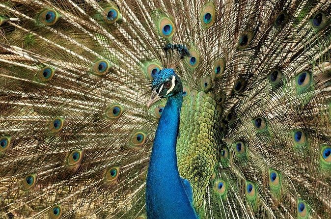 Half-Day Barbados Caves and Critters Tour with Pick Up - Who should book this Barbados outing