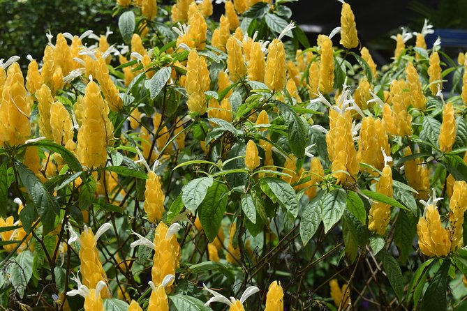 Half-Day Barbados Tour Harrisons Cave Hunte's Garden and Bathsheba - Booking details worth reading carefully