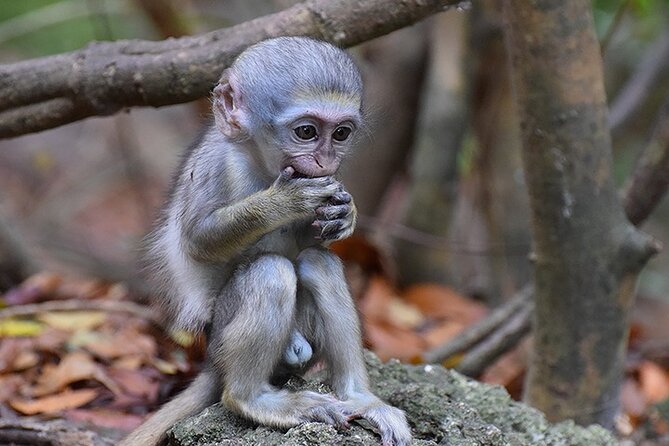 Half Day Tour St Nicholas Abbey and The Barbados Wildlife Reserve - Barbados Wildlife Reserve and the monkey feeding