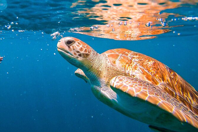 Harbour Lights-Chair &Turtle Shipwreck Snorkel Tour(10:30-1:30pm) - Key points at a glance