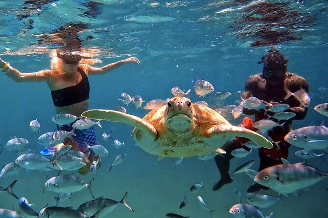 Harbour Lights-Chair &Turtle Shipwreck Snorkel Tour(10:30-1:30pm) - A simple Carlisle Bay beach day with a boat trip included