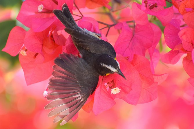 Hunte's Garden and St Nicholas Abbey small group Barbados tour - Why Hunte’s Garden deserves the first hour