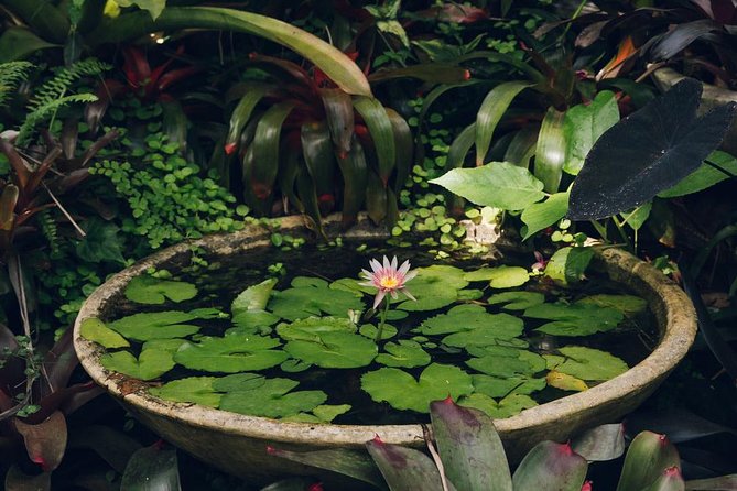 Hunte's Gardens - What the $116.44 price really buys you
