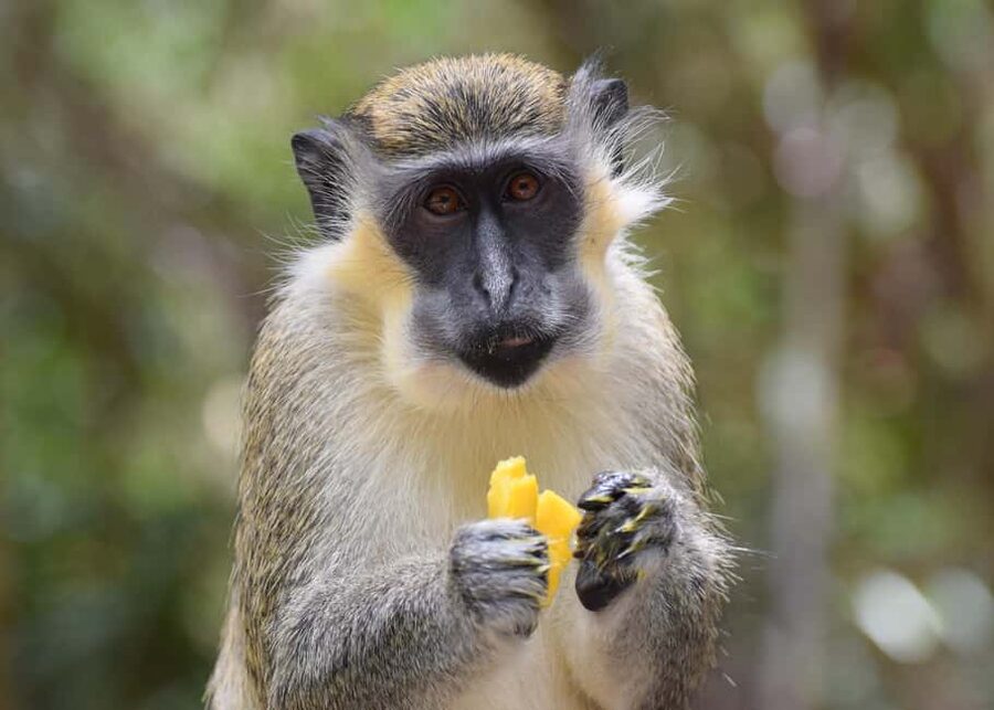 Monkey Feeding & Historic Sugar Plantation & Rum Distillery - St. Nicholas Abbey and the sugar estate