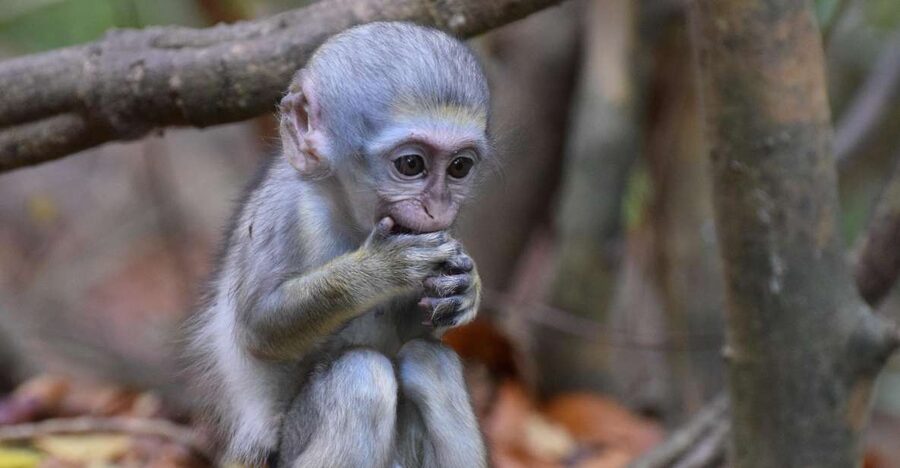 Monkey Feeding & Historic Sugar Plantation & Rum Distillery - Bathsheba on the Atlantic side