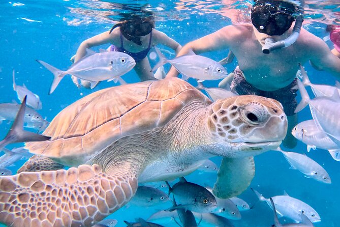 Private catamaran sail & snorkel - A private Barbados cruise instead of a party boat