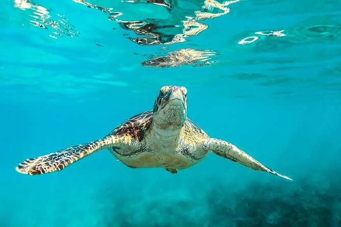 Private Tour: Barbados Catamaran Snorkeling Cruise - Holetown Beach, fish, and a shipwreck