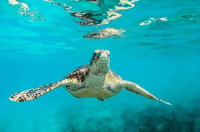 Private Tour: Barbados Catamaran Snorkeling Cruise - What the $3,210 private price really buys