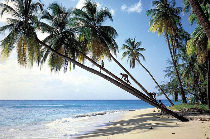 Scenic Barbados Coast To Coast Half-Day Tour - Speightstown, Little Bristol