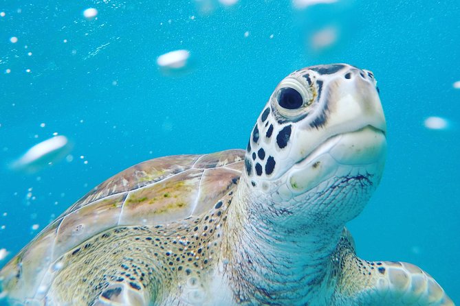Shasa private catamran sailing cruise, Snorkel with turtles. - Why a small catamaran changes the day