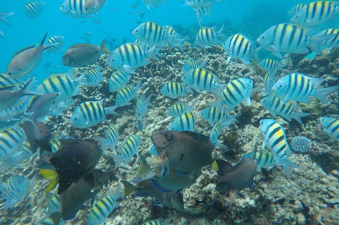 Shasa private catamran sailing cruise, Snorkel with turtles. - What the 30-minute snorkel is like for families