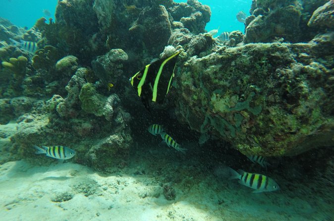 Shasa private catamran sailing cruise, Snorkel with turtles. - The value of $900 per group
