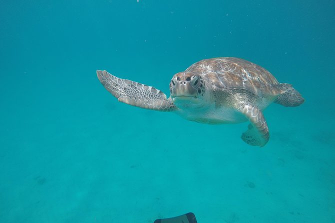 Shasa private catamran sailing cruise, Snorkel with turtles. - Leaving The Sandpiper in Holetown