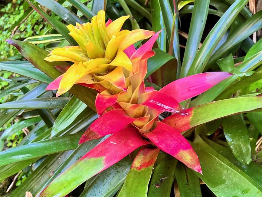 Taste of Barbados - Why this seven-hour Barbados tour works