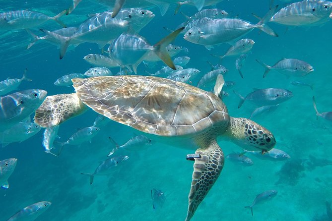Ultimate Barbados Beach Day And Snorkel Cruise - The beach setup at Savvy On The Bay