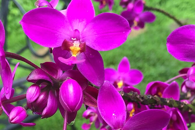 Welchman Hall Gully, Hunte’s Garden and Peg Farm Family Day - Why this private Barbados day works well